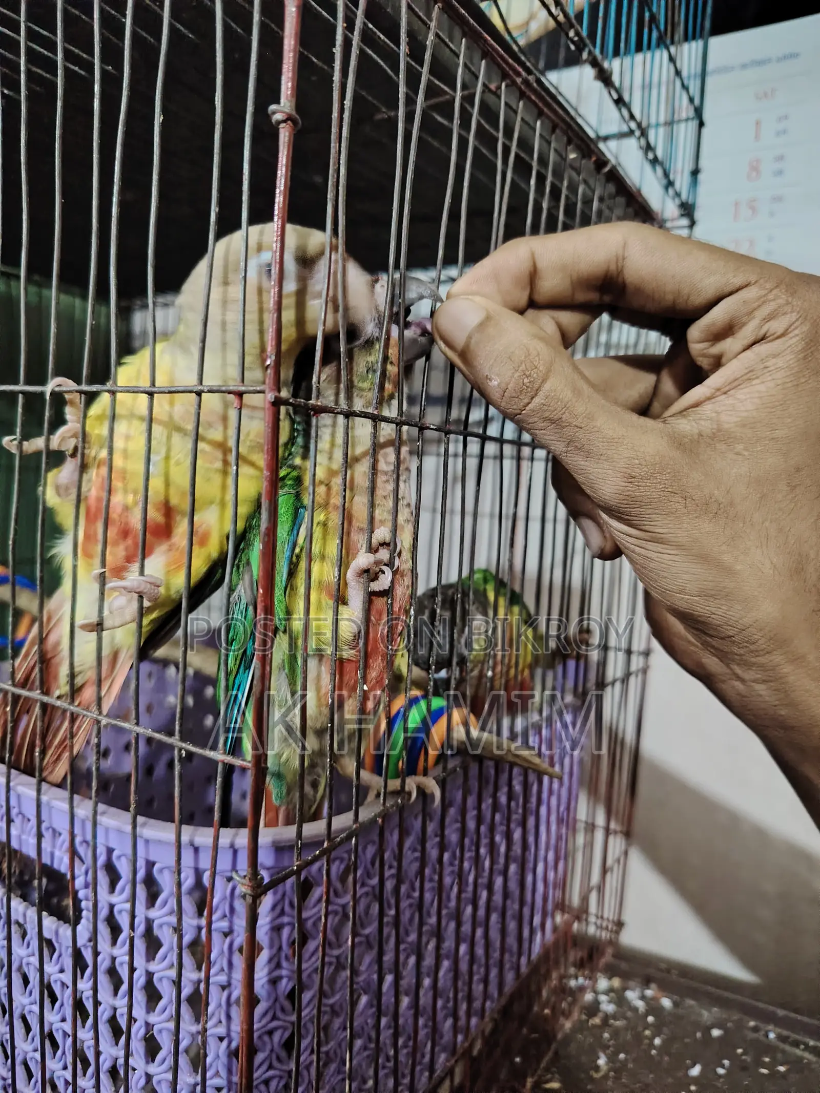 Green Check Pineapple Conure