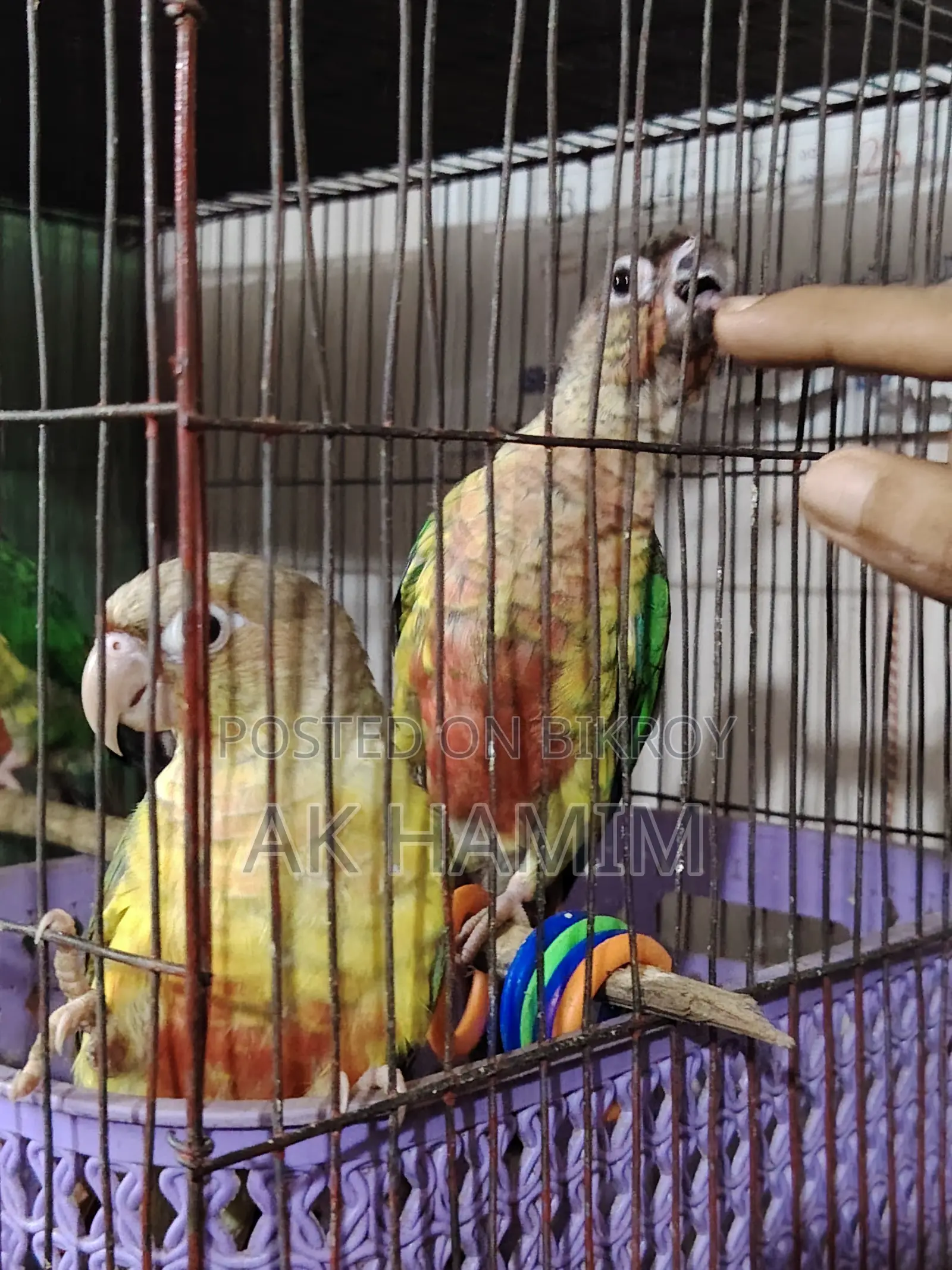Green Check Pineapple Conure