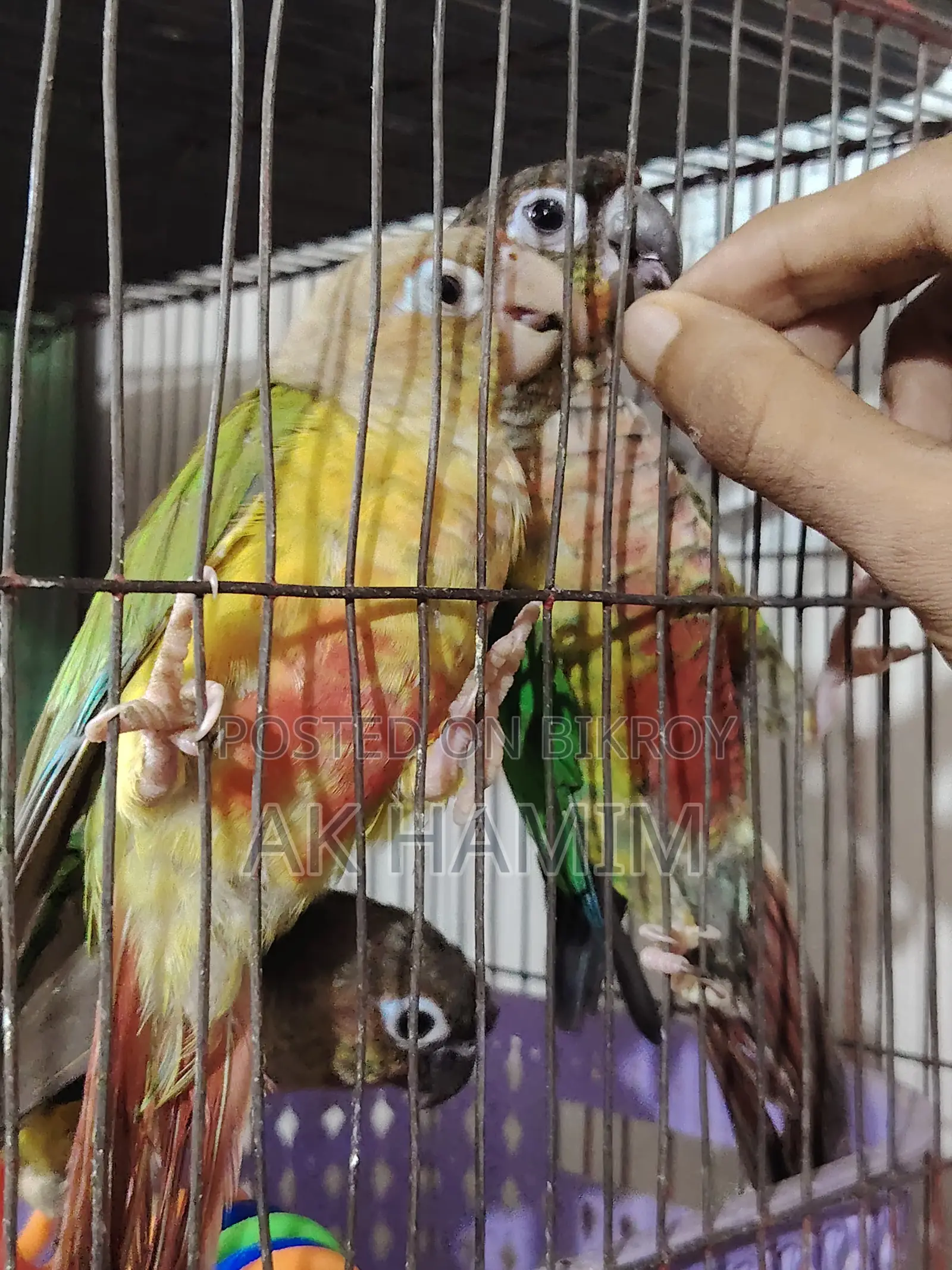 Green Check Pineapple Conure