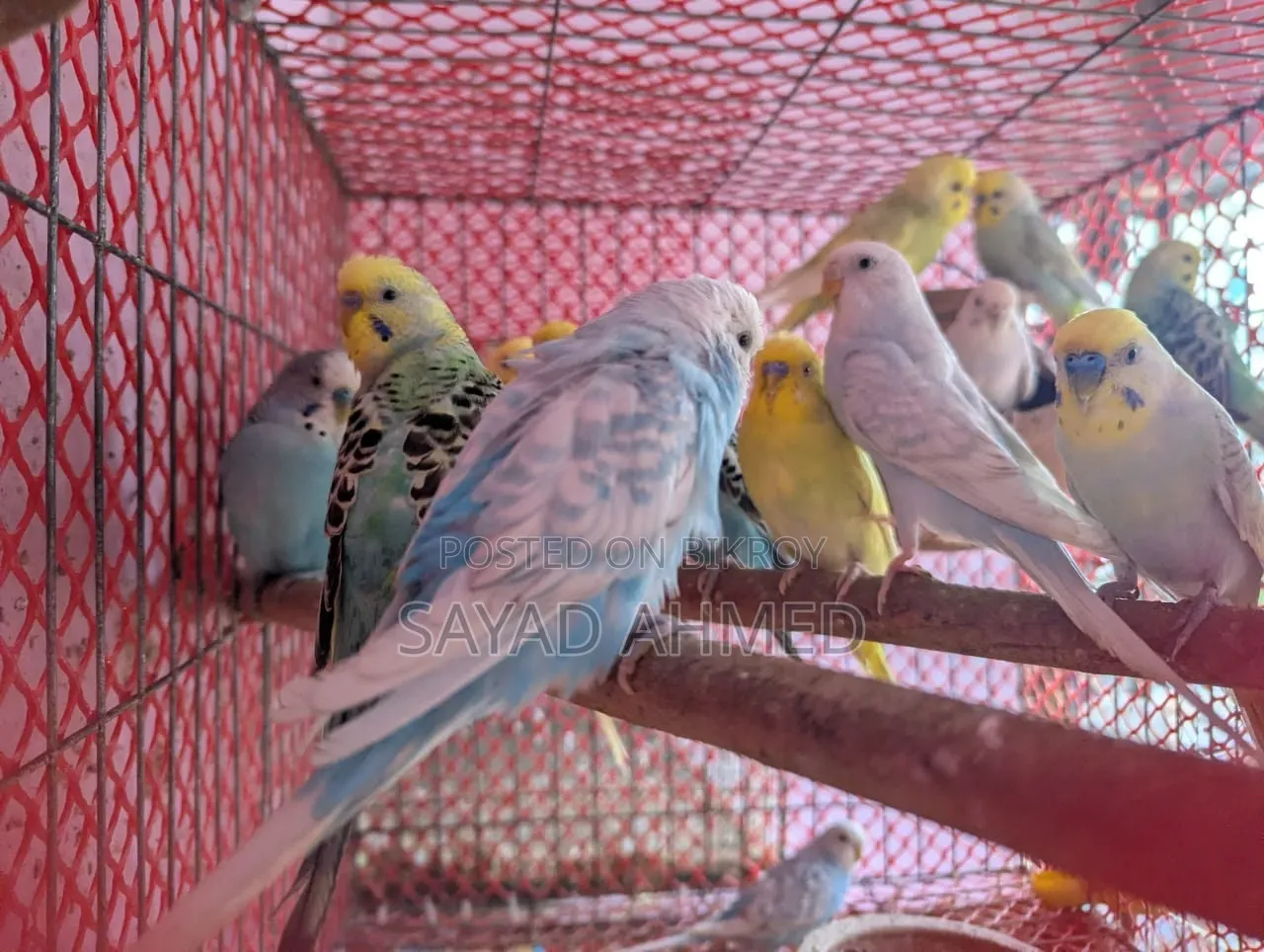 বাজরিগার পাখি বিক্রয়