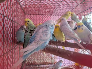 বাজরিগার পাখি বিক্রয়