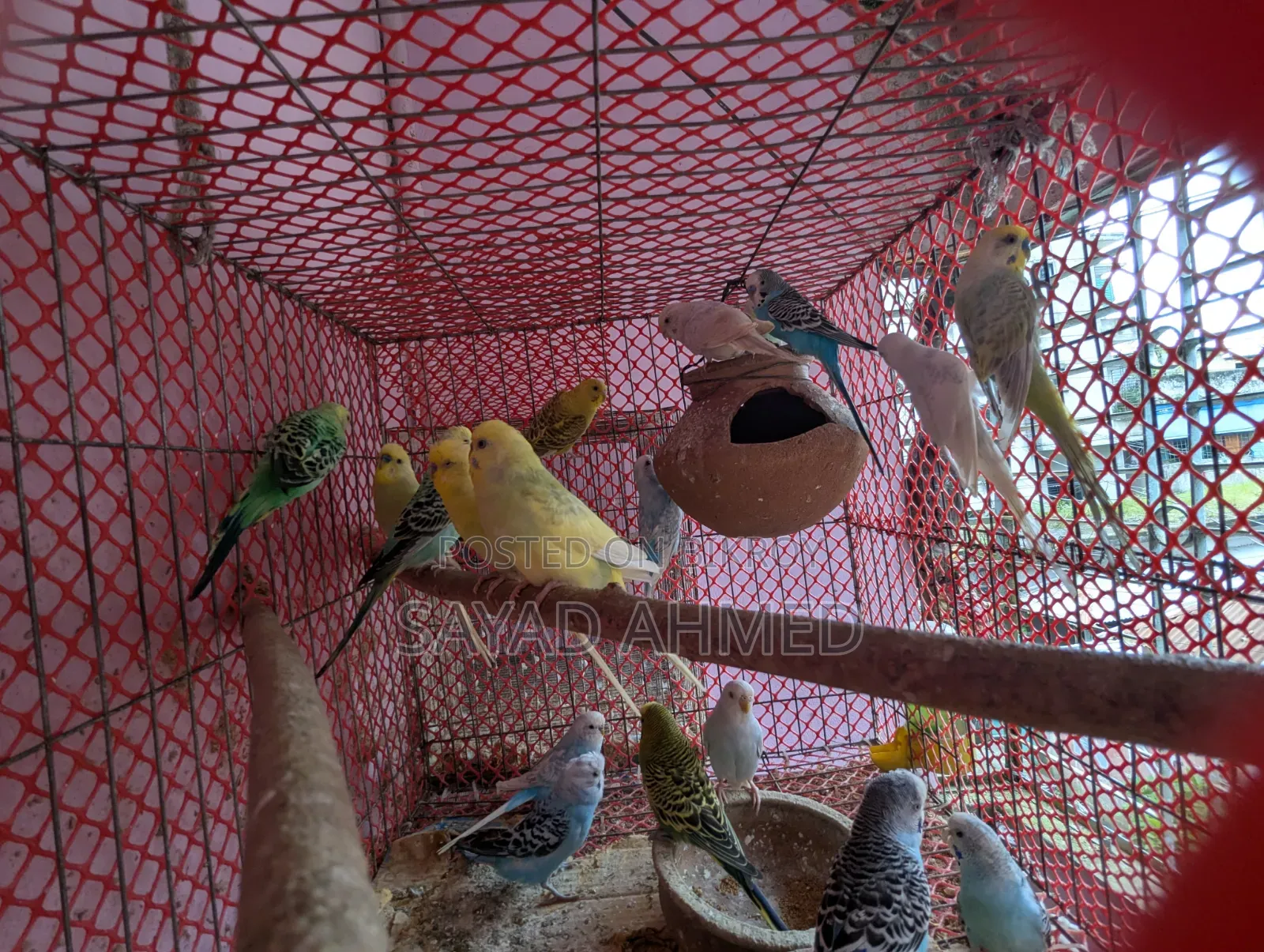 বাজরিগার পাখি বিক্রয়