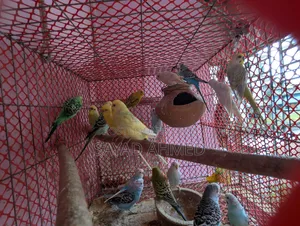 বাজরিগার পাখি বিক্রয়