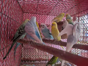 বাজরিগার পাখি বিক্রয়