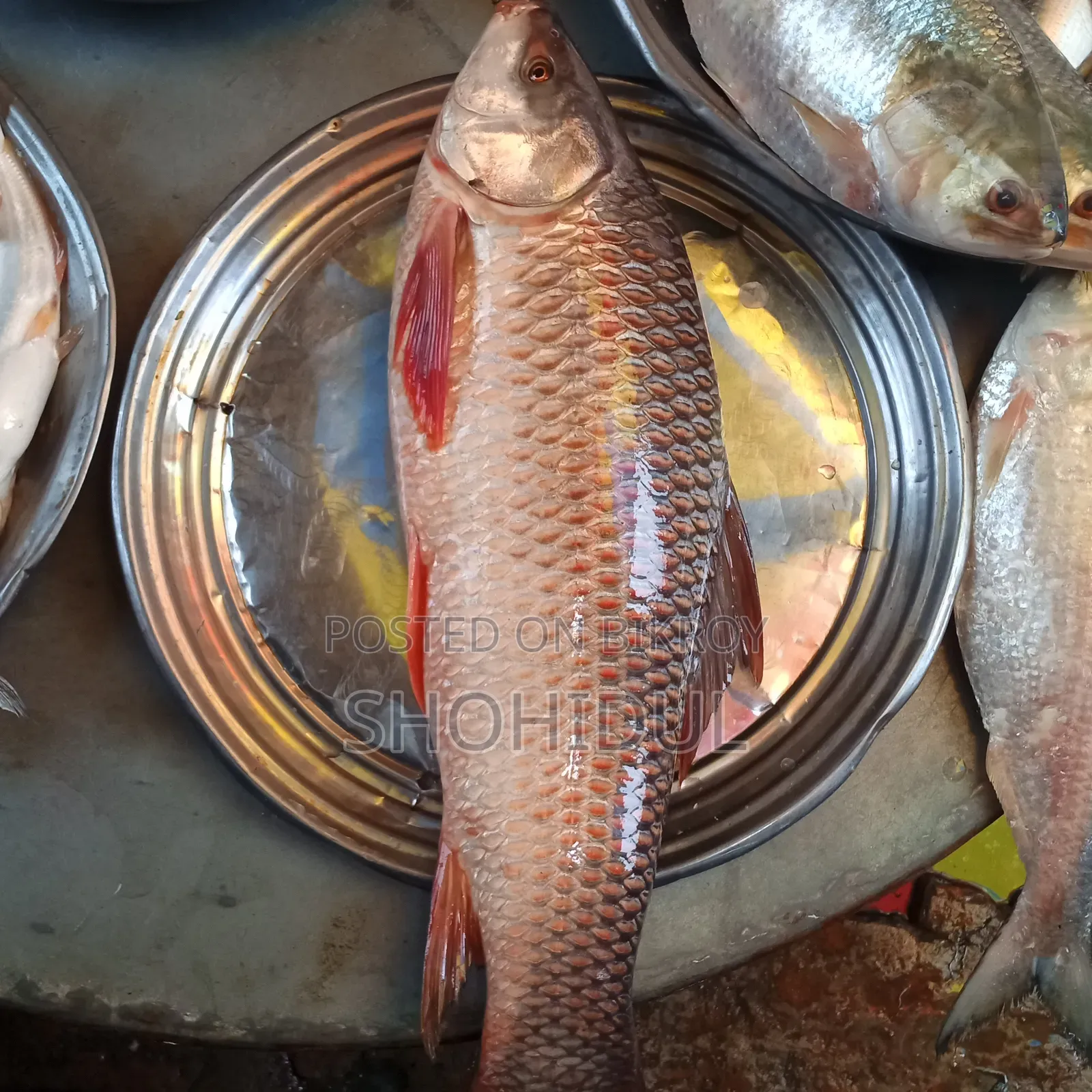 নদীর রুই ৩ কেজি +