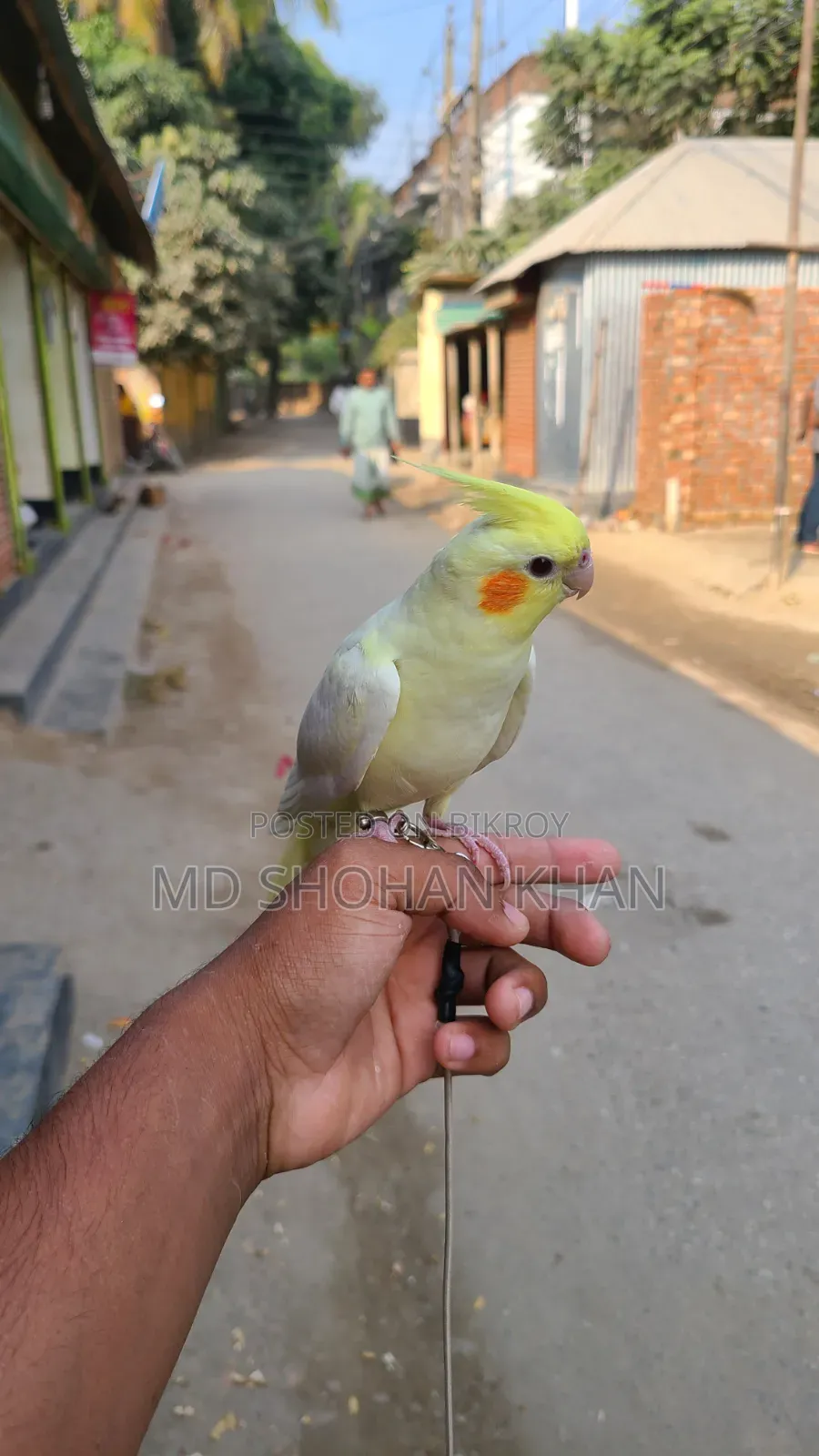 টেম ককাটেল পাখি