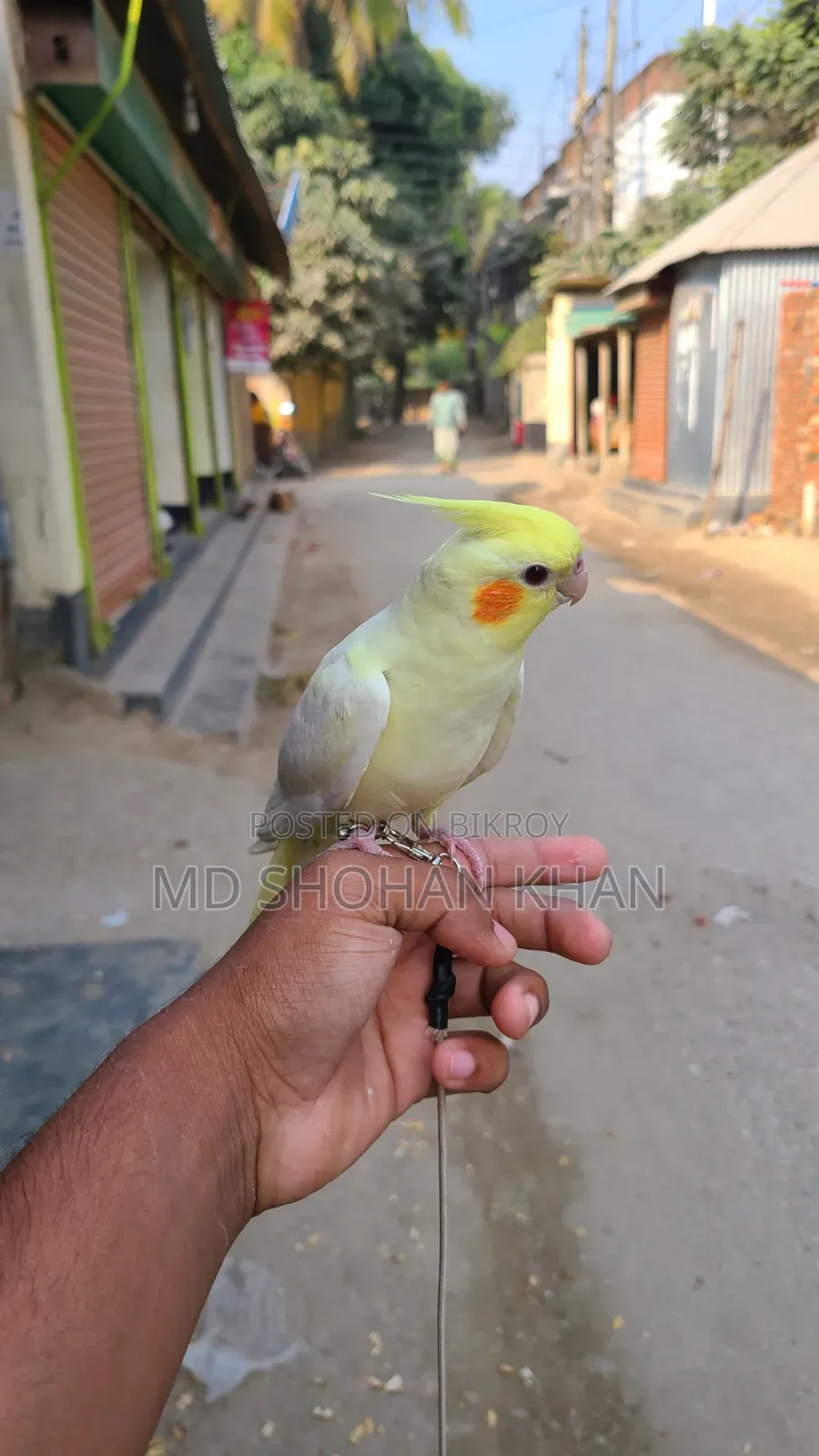 টেম ককাটেল পাখি