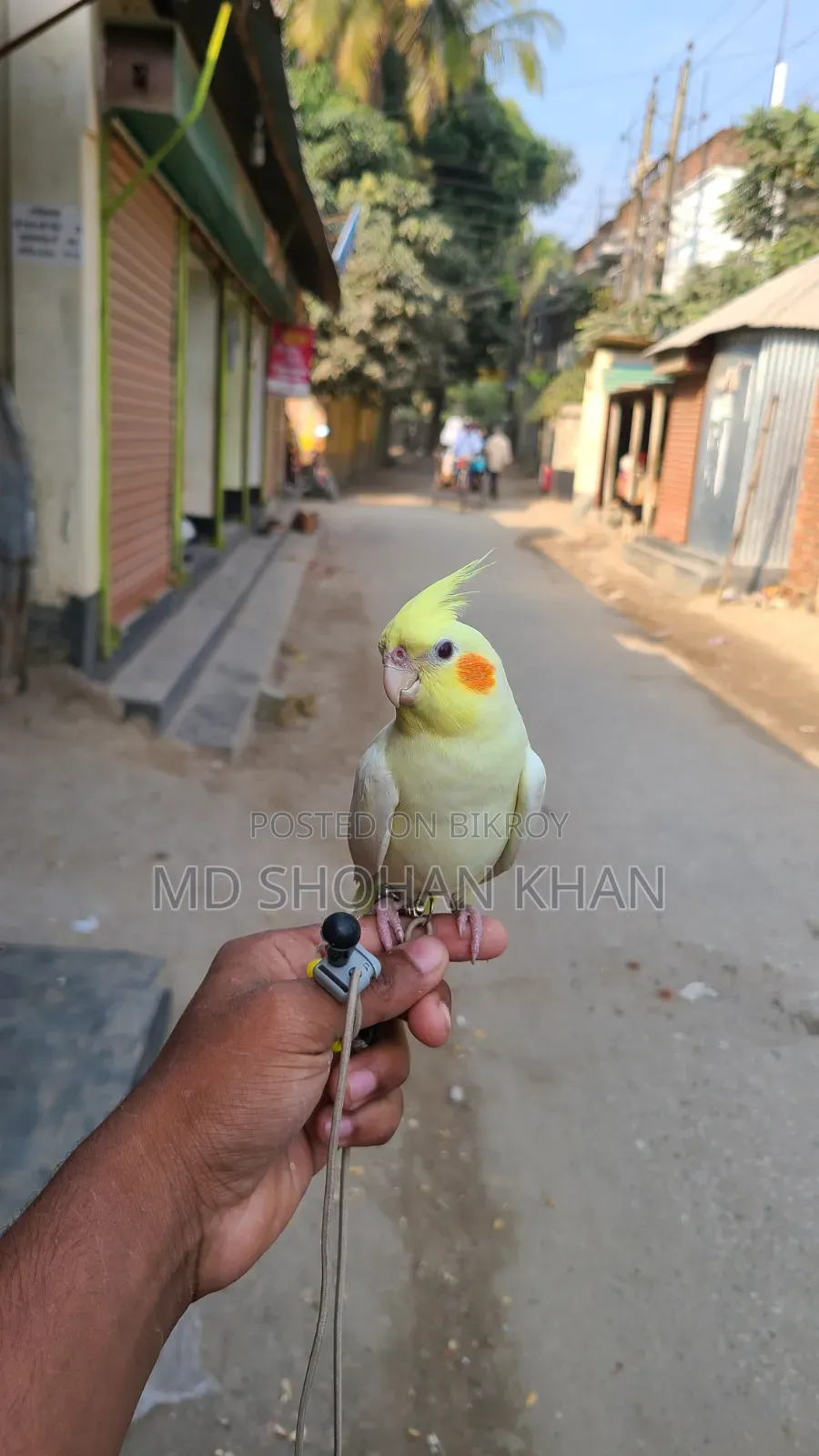 টেম ককাটেল পাখি