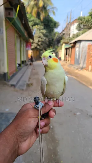টেম ককাটেল পাখি