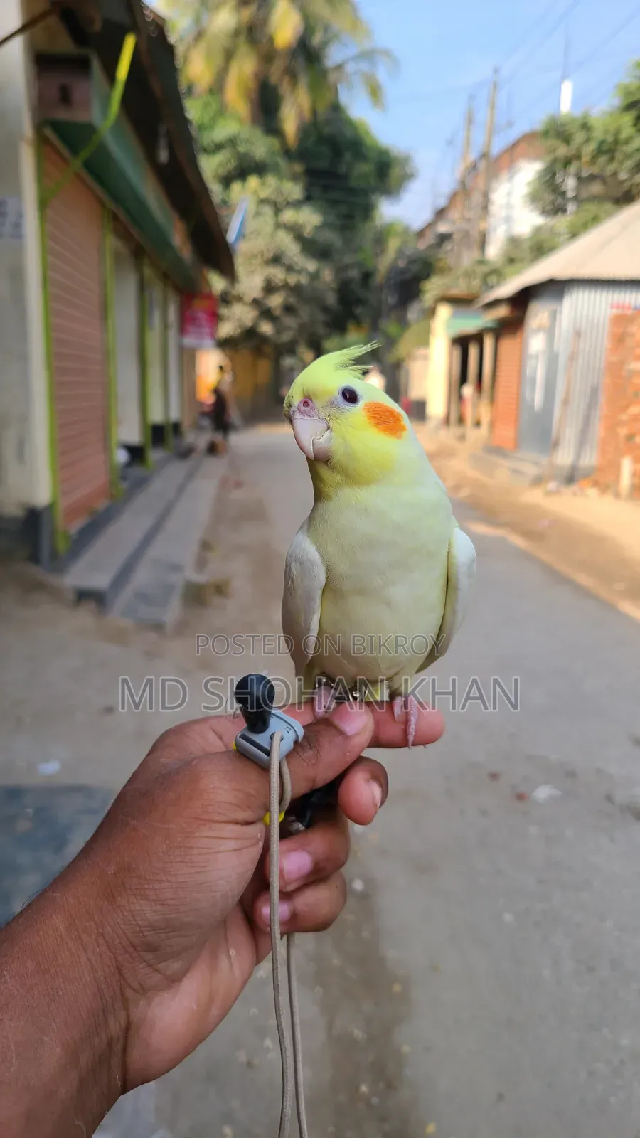 টেম ককাটেল পাখি
