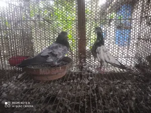 কবুতর বিক্রয়