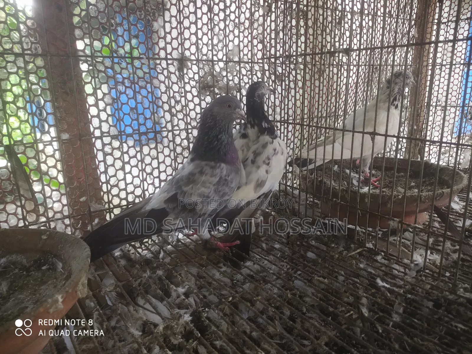 কবুতর বিক্রয়
