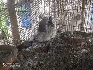 কবুতর বিক্রয়