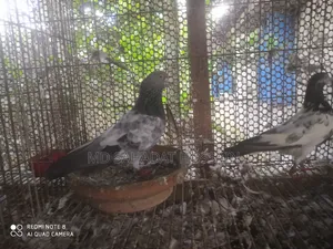 কবুতর বিক্রয়