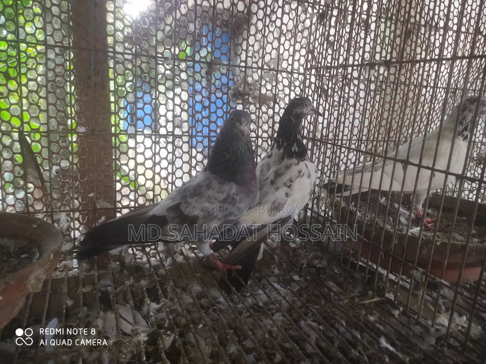 কবুতর বিক্রয়