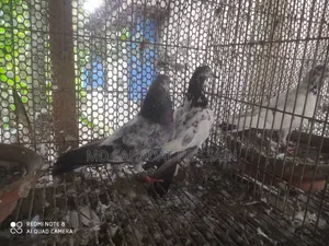 কবুতর বিক্রয়