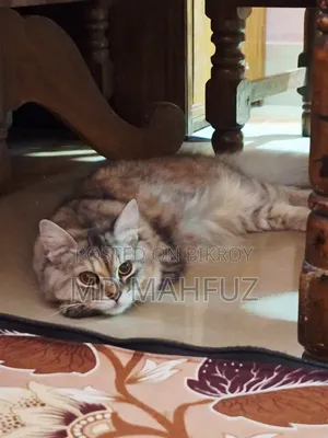 6-12 Months Male Purebred Persian