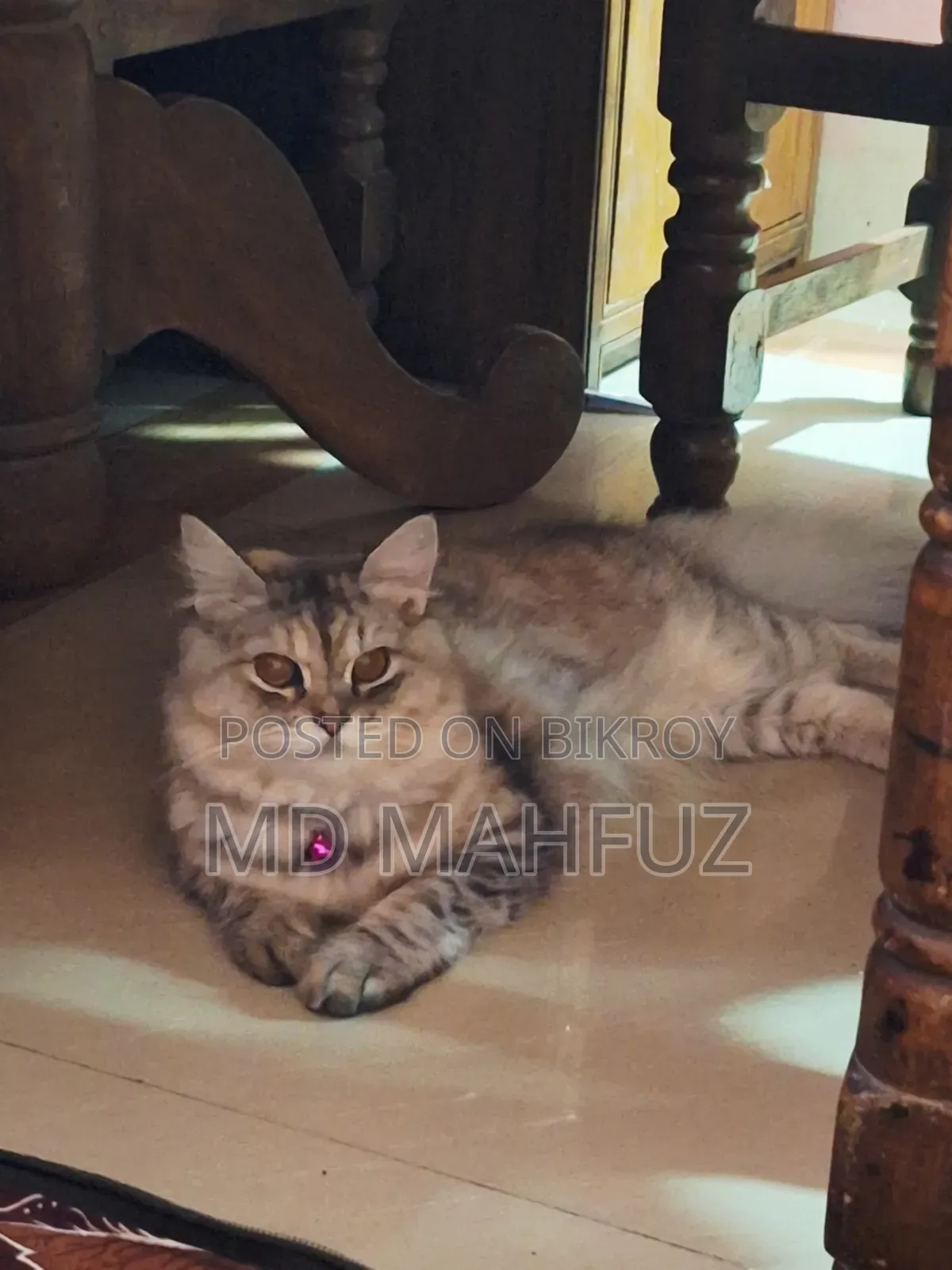 6-12 Months Male Purebred Persian