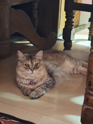 6-12 Months Male Purebred Persian