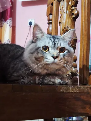 6-12 Months Male Purebred Persian