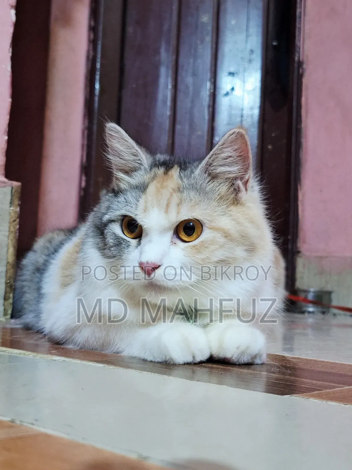 6-12 Months Male Purebred Persian