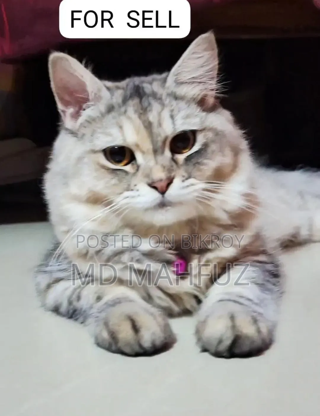 6-12 Months Male Purebred Persian
