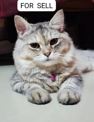 6-12 Months Male Purebred Persian