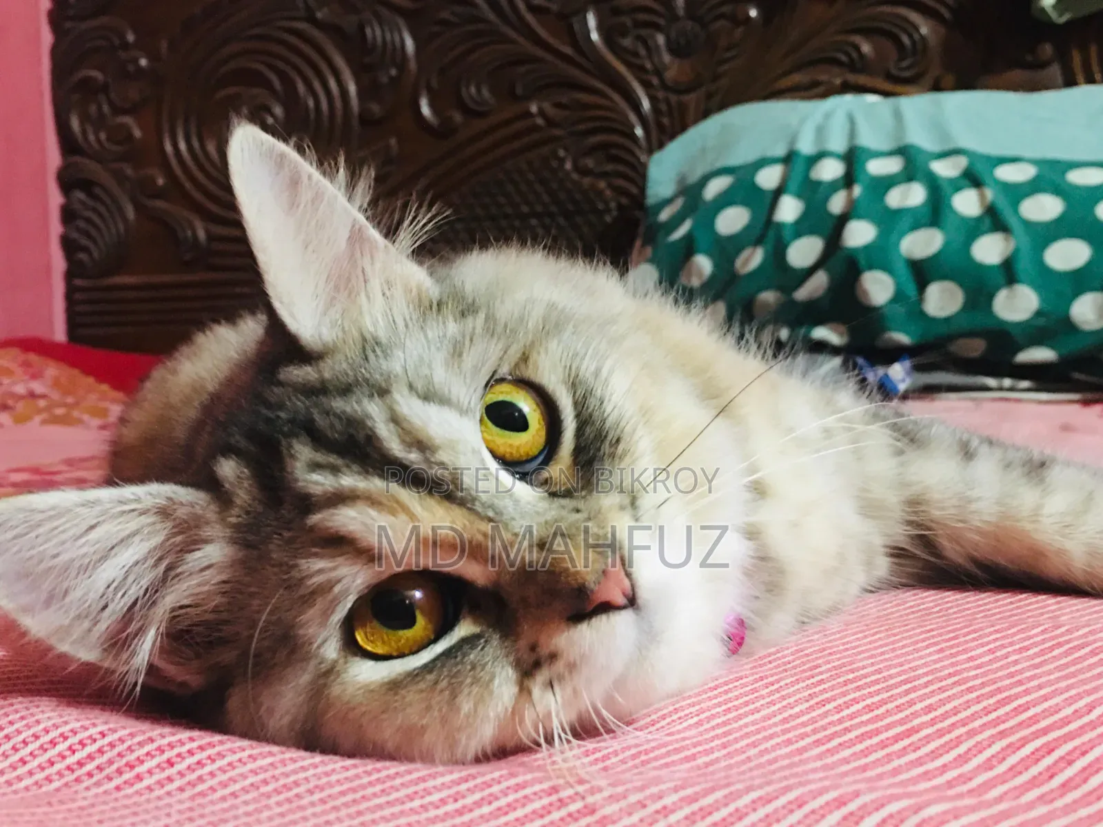 6-12 Months Male Purebred Persian