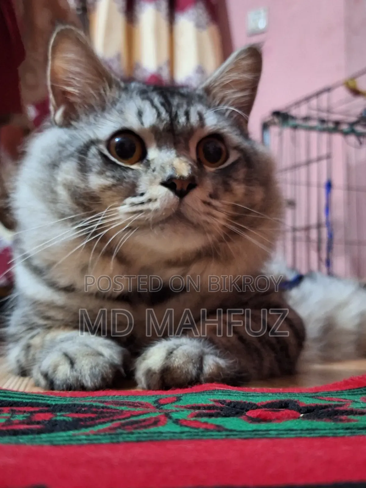 6-12 Months Male Purebred Persian