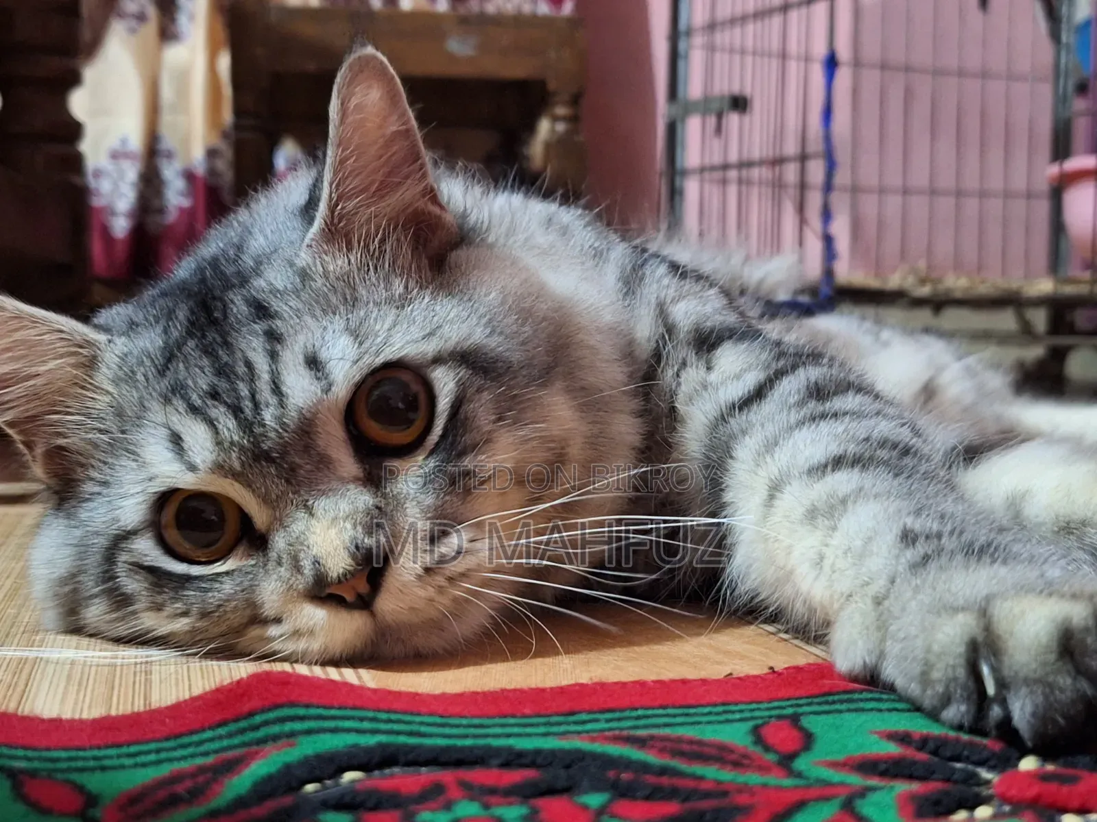 6-12 Months Male Purebred Persian