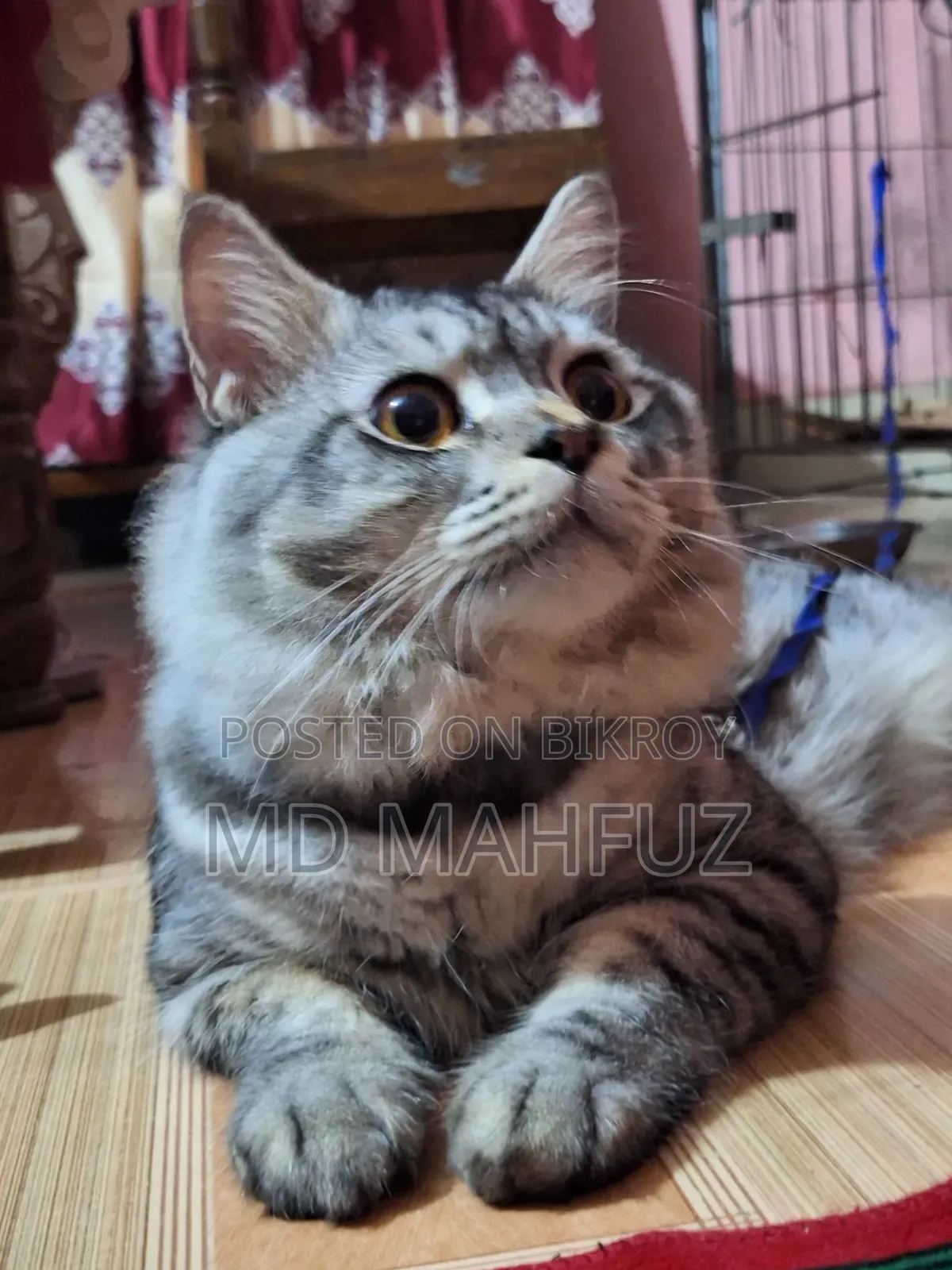 6-12 Months Male Purebred Persian