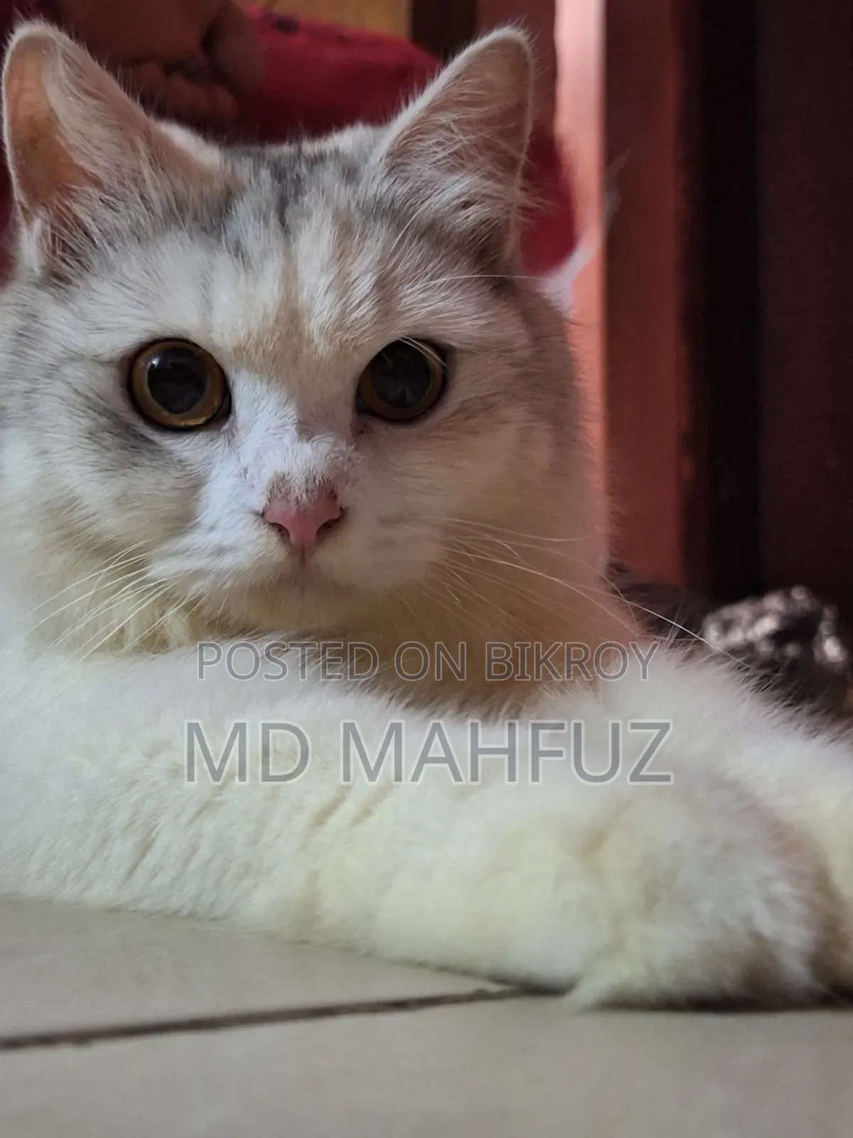 6-12 Months Male Purebred Persian