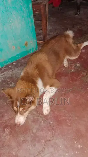 6-12 Months Male Purebred Siberian Husky