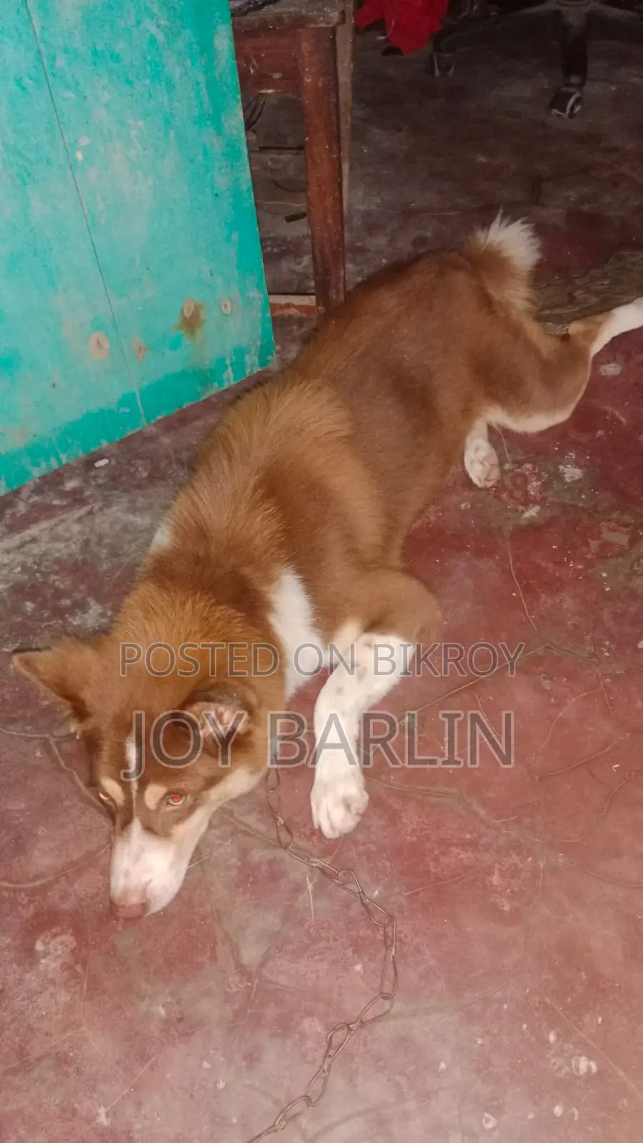 6-12 Months Male Purebred Siberian Husky