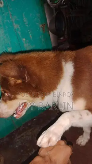 6-12 Months Male Purebred Siberian Husky