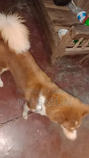 6-12 Months Male Purebred Siberian Husky