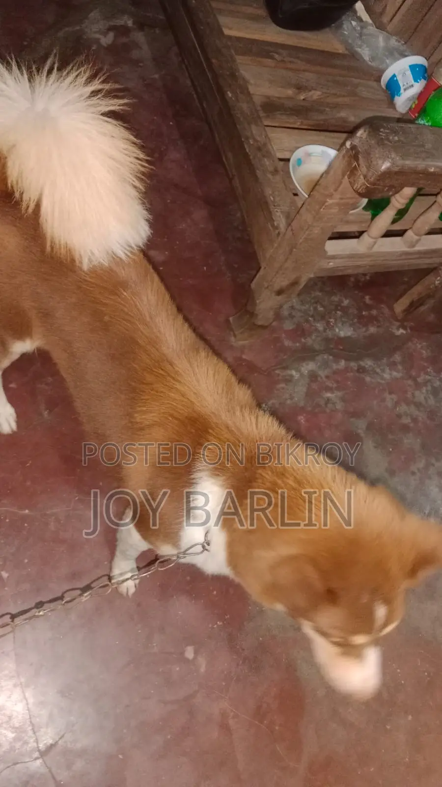 6-12 Months Male Purebred Siberian Husky