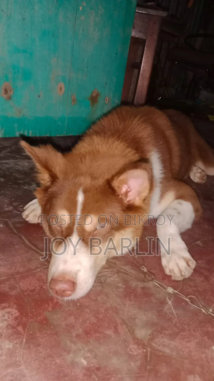 6-12 Months Male Purebred Siberian Husky
