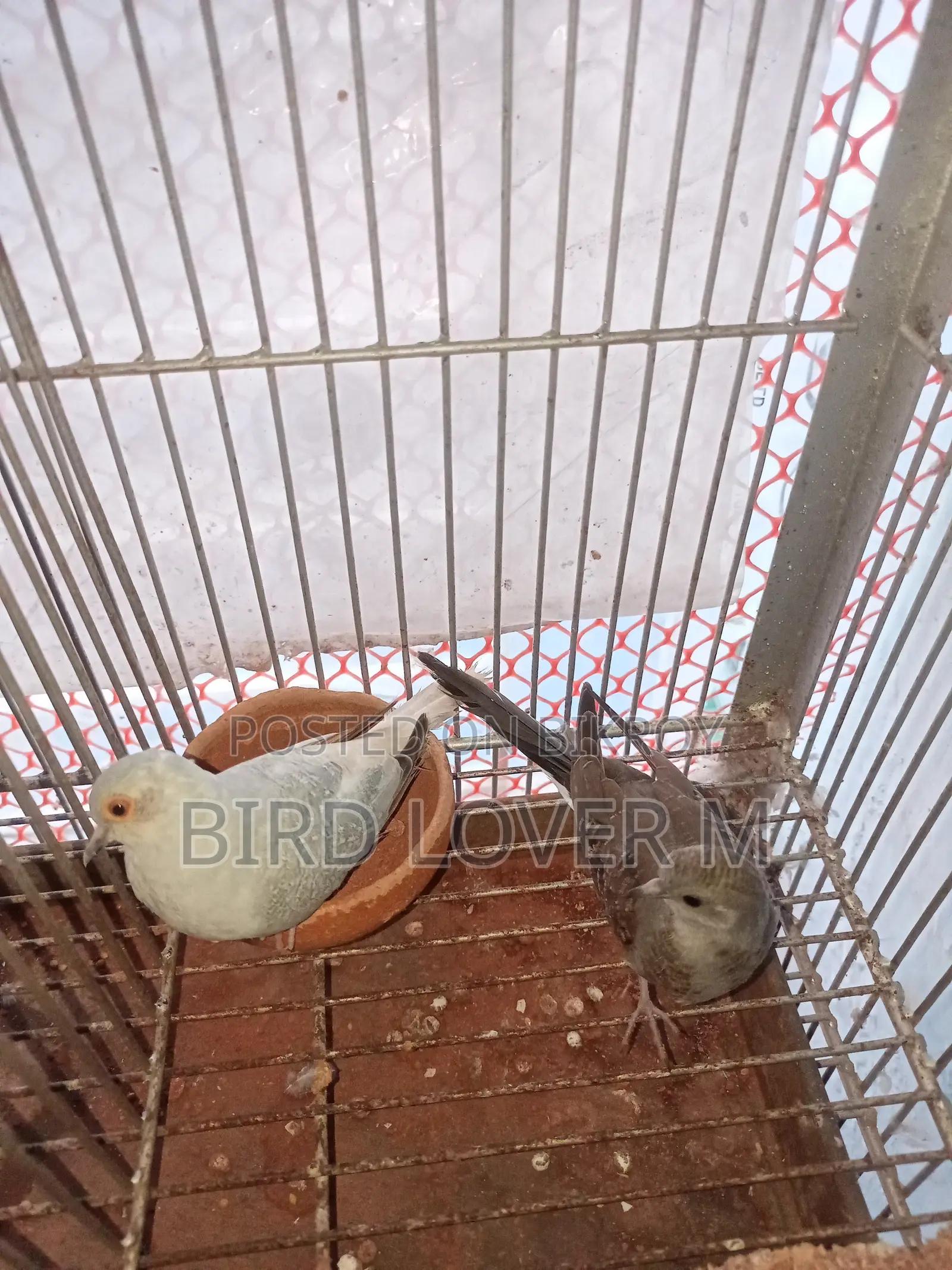 Diamond Dove