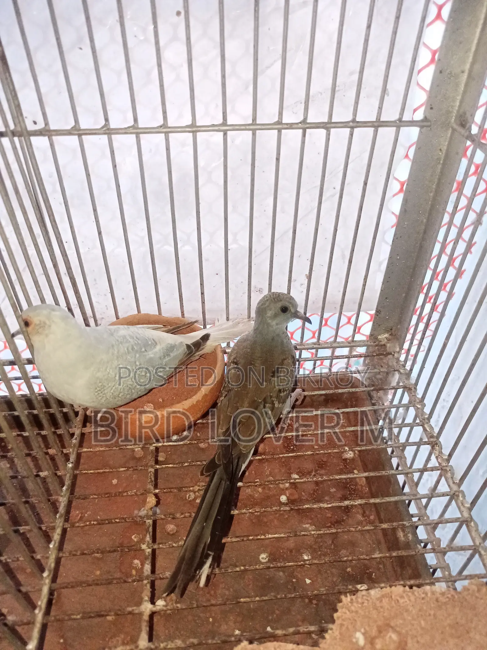 Diamond Dove
