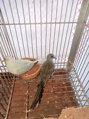 Diamond Dove