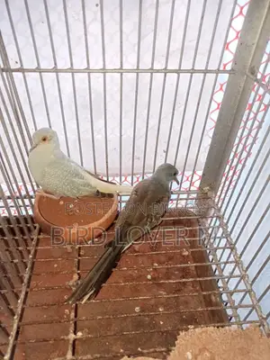 Diamond Dove