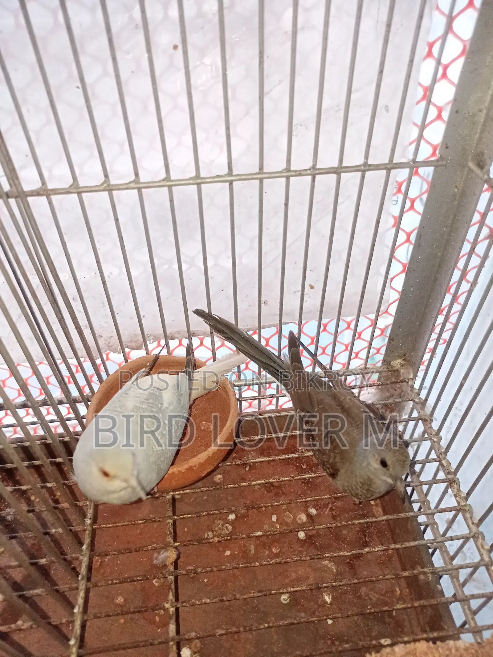 Diamond Dove