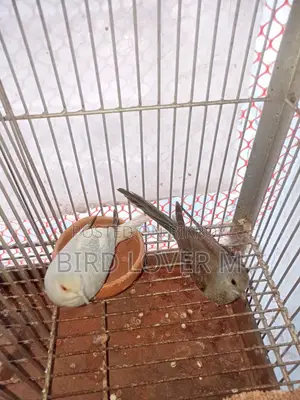 Diamond Dove