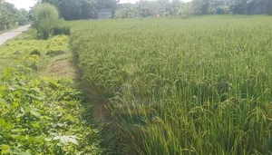 Buy land beside the road