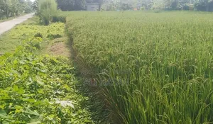 Buy land beside the road
