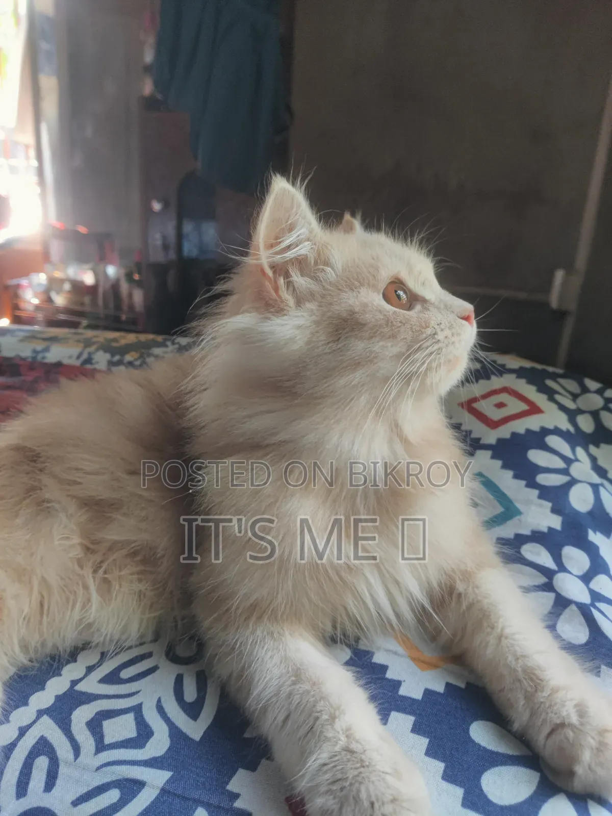 1+ Year Male Purebred Persian