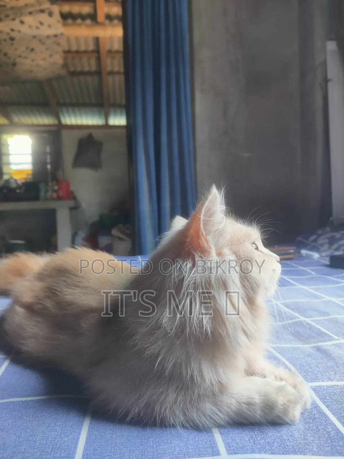 1+ Year Male Purebred Persian