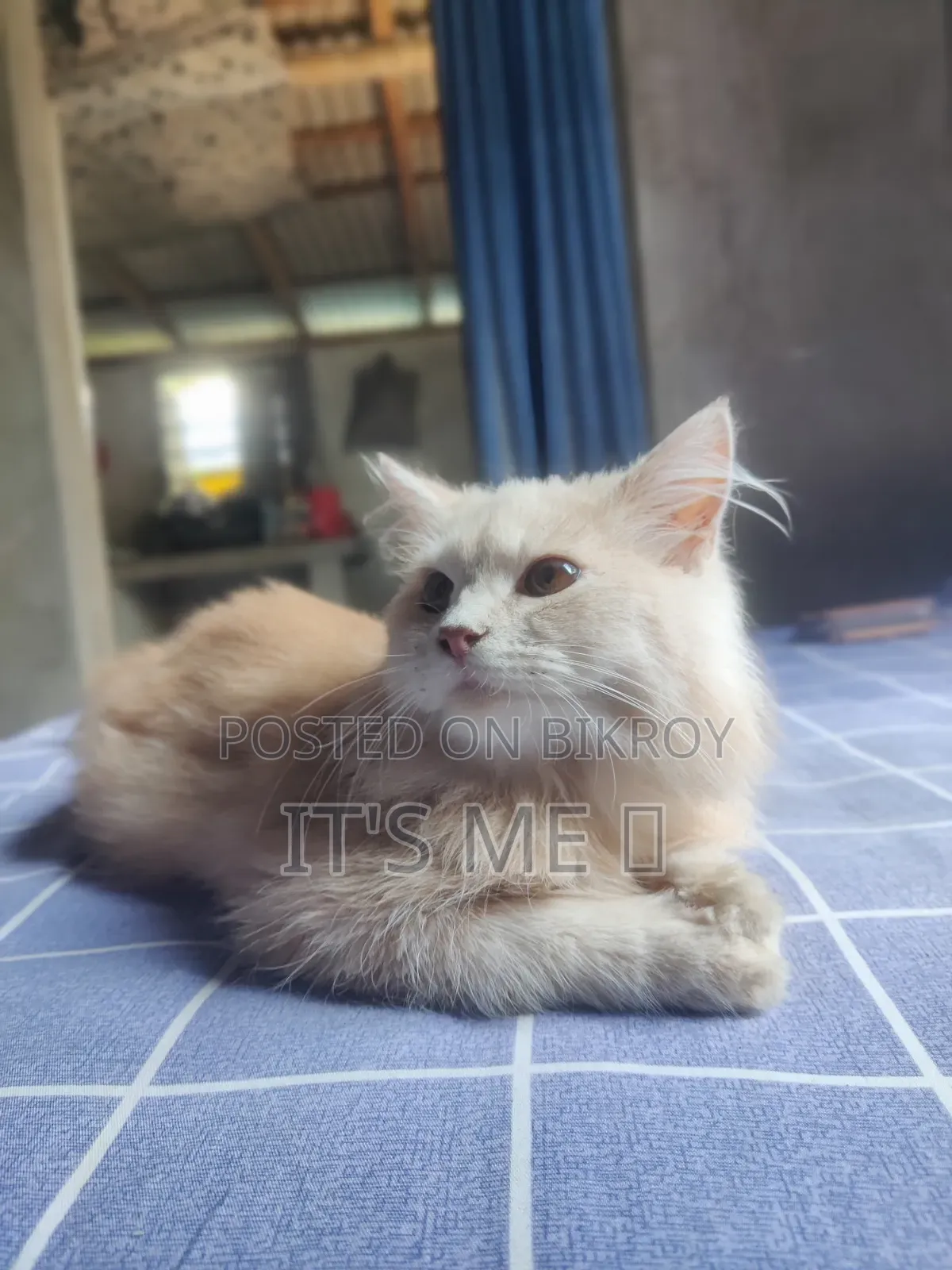 1+ Year Male Purebred Persian