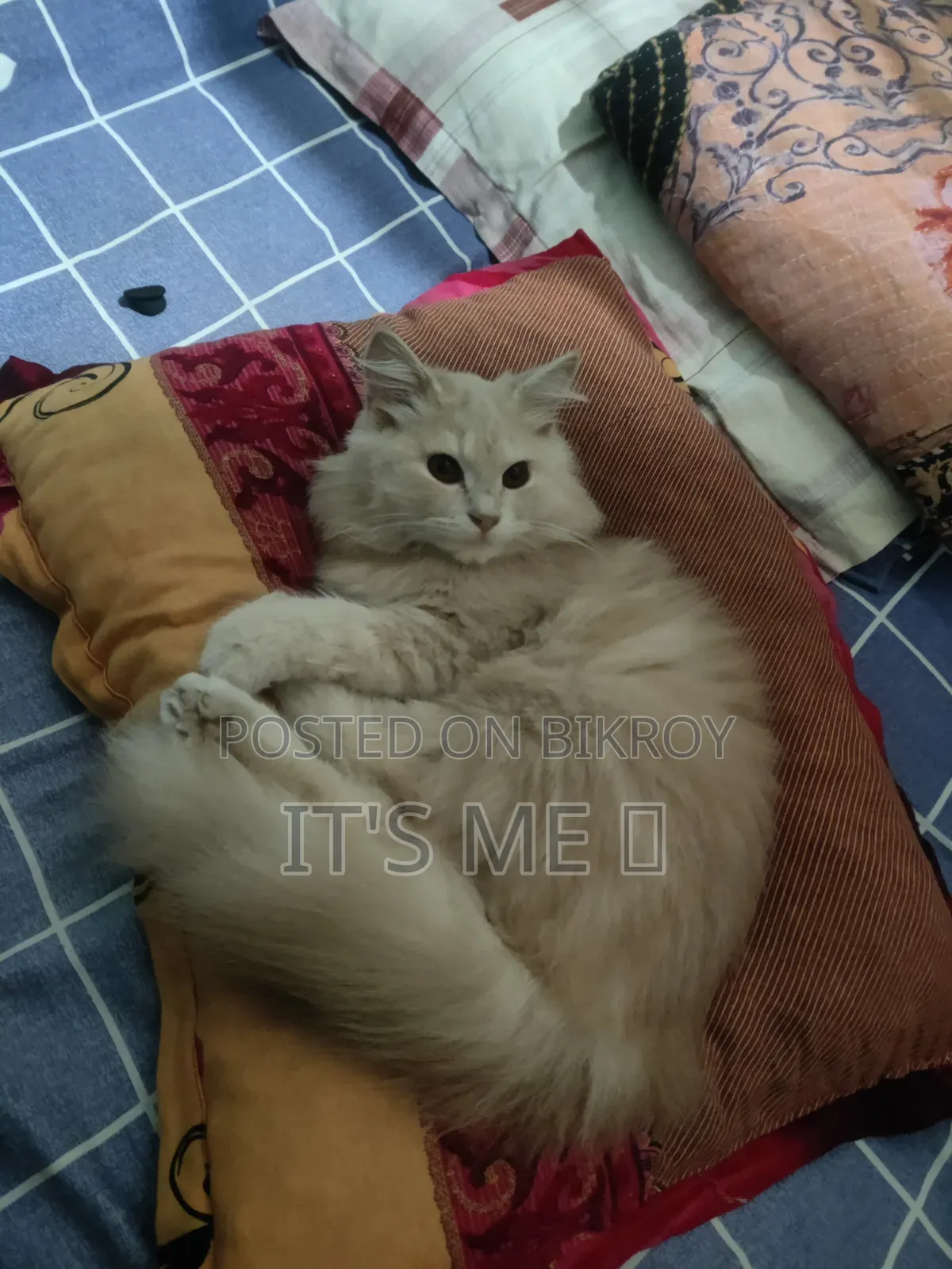 1+ Year Male Purebred Persian